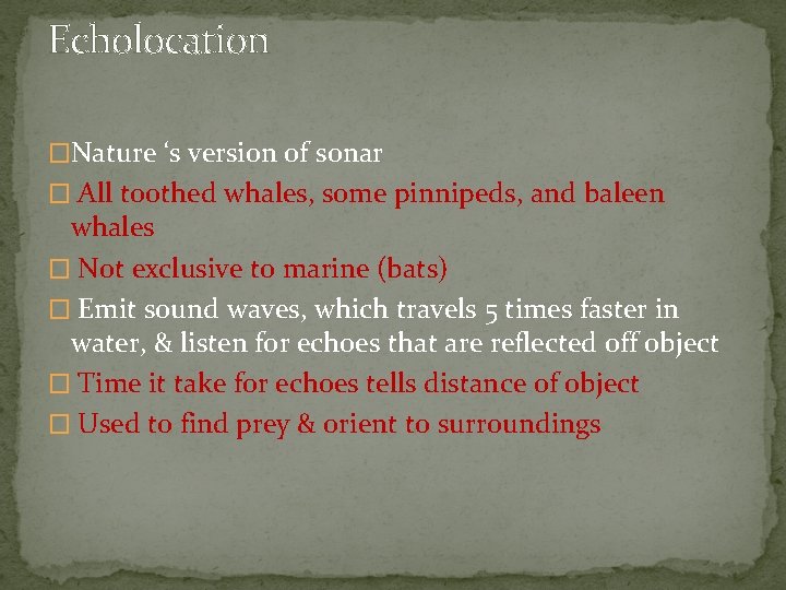 Echolocation �Nature ‘s version of sonar � All toothed whales, some pinnipeds, and baleen