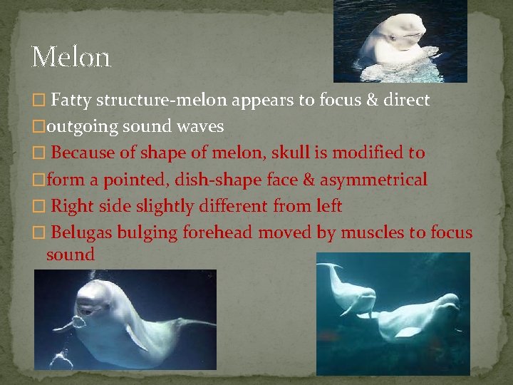 Melon � Fatty structure-melon appears to focus & direct �outgoing sound waves � Because