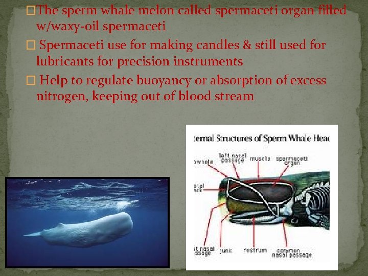 �The sperm whale melon called spermaceti organ filled w/waxy-oil spermaceti � Spermaceti use for