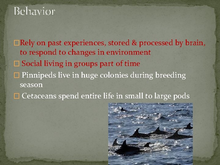 Behavior �Rely on past experiences, stored & processed by brain, to respond to changes