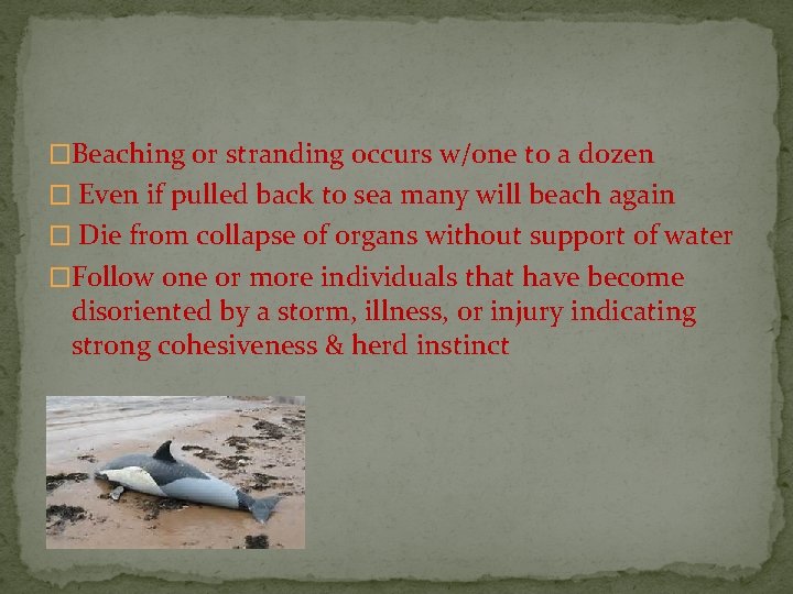 �Beaching or stranding occurs w/one to a dozen � Even if pulled back to