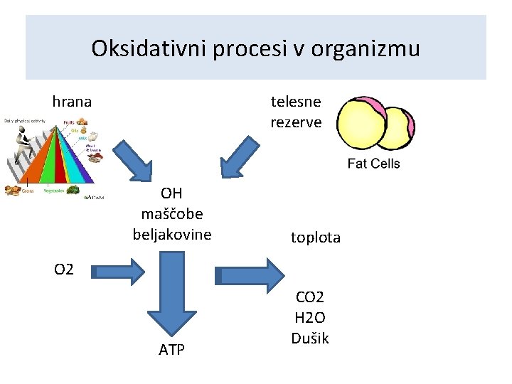 Oksidativni procesi v organizmu hrana telesne rezerve OH maščobe beljakovine toplota O 2 ATP