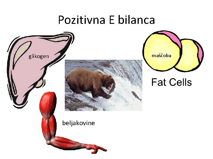 Pozitivna E bilanca maščoba glikogen beljakovine 