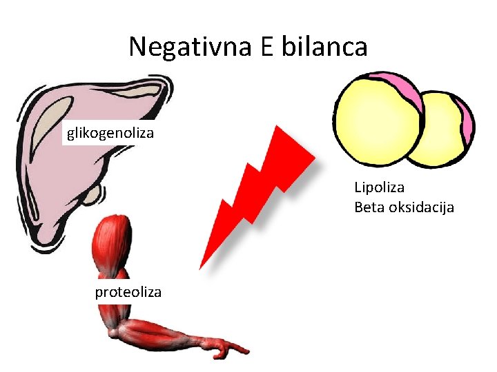 Negativna E bilanca glikogenoliza Lipoliza Beta oksidacija proteoliza 