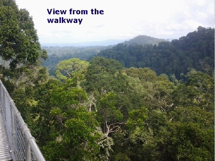 View from the walkway Tourism in Brunei 