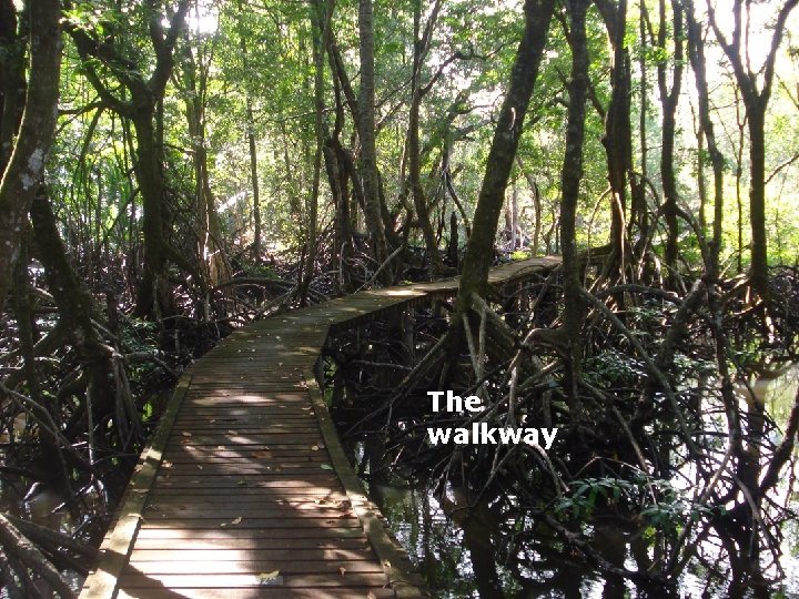 Tourism in Brunei The walkway 