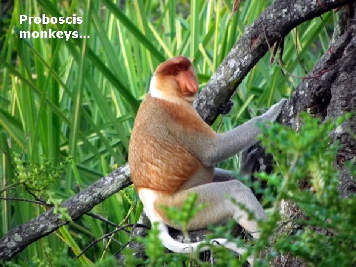 Proboscis monkeys… Tourism in Brunei Proboscis monkeys. . 