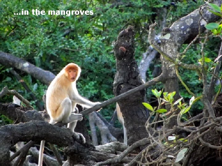 …in the mangroves Tourism in Brunei 