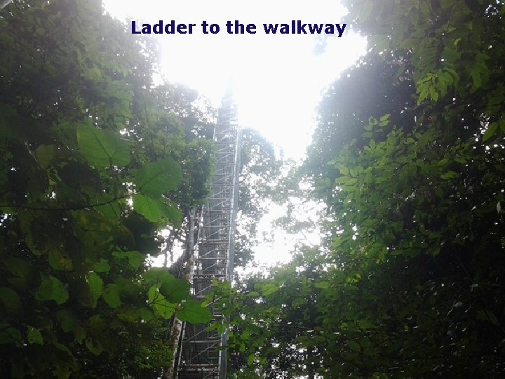 Ladder to the walkway Tourism in Brunei 