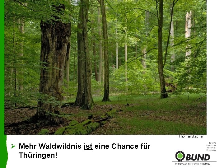 Thomas Stephan Ø Mehr Waldwildnis ist eine Chance für Thüringen! 