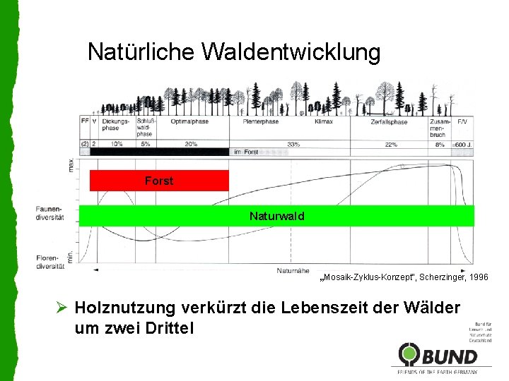 Natürliche Waldentwicklung Forst Naturwald „Mosaik-Zyklus-Konzept“, Scherzinger, 1996 Ø Holznutzung verkürzt die Lebenszeit der Wälder