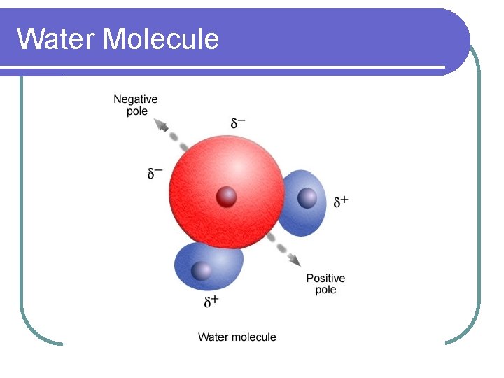 Water Molecule 