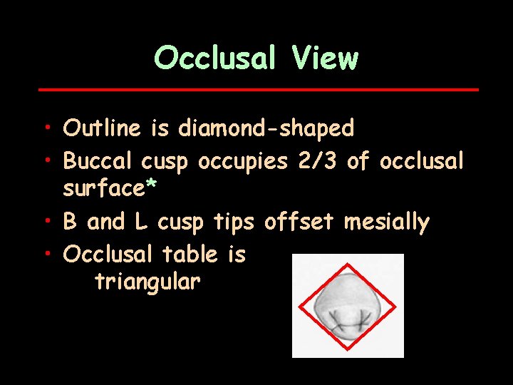 Occlusal View • Outline is diamond-shaped • Buccal cusp occupies 2/3 of occlusal surface*