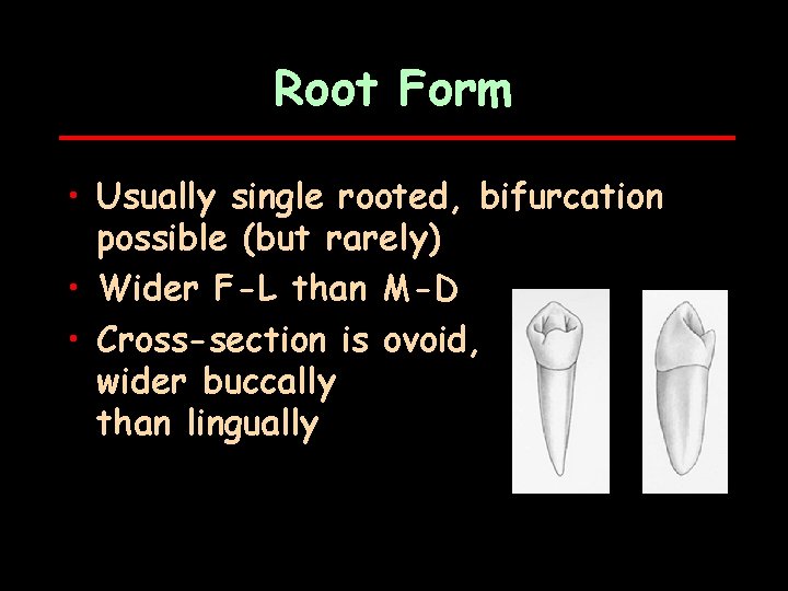 Root Form • Usually single rooted, bifurcation possible (but rarely) • Wider F-L than