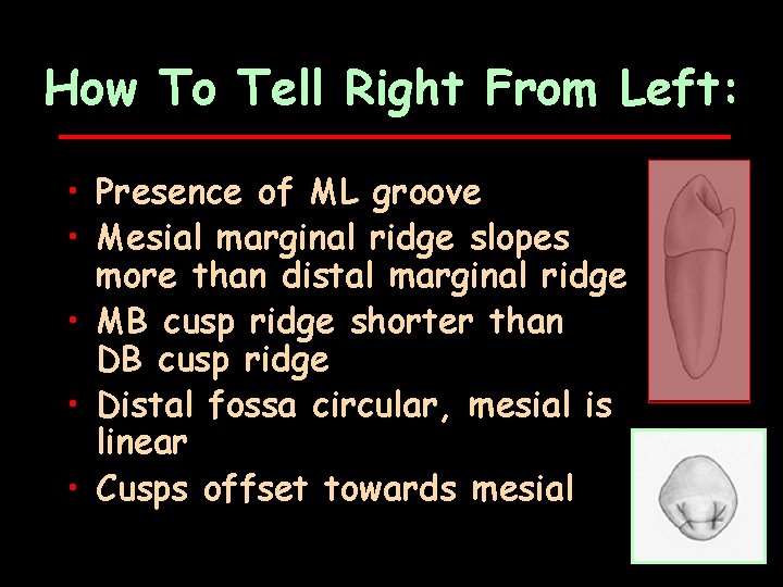How To Tell Right From Left: • Presence of ML groove • Mesial marginal