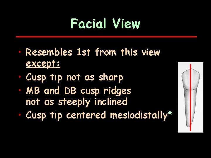 Facial View • Resembles 1 st from this view except: • Cusp tip not