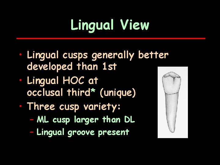 Lingual View • Lingual cusps generally better developed than 1 st • Lingual HOC