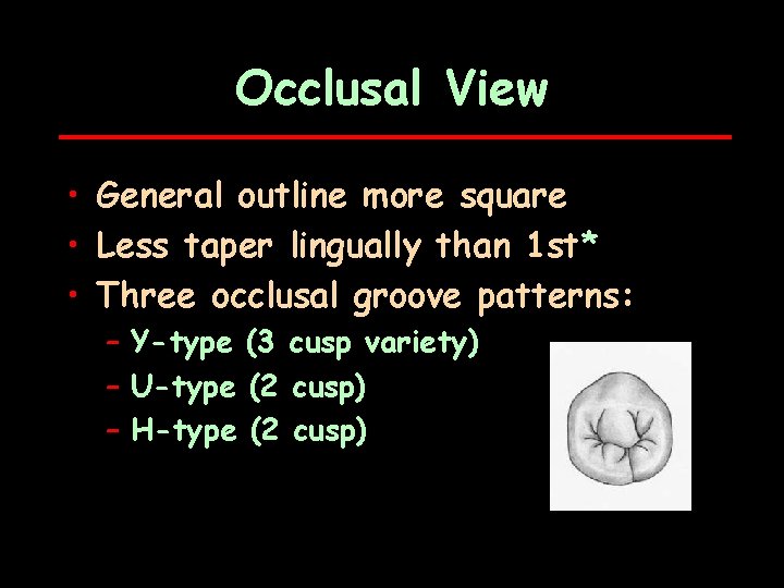 Occlusal View • General outline more square • Less taper lingually than 1 st*
