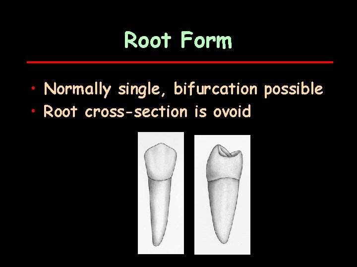 Root Form • Normally single, bifurcation possible • Root cross-section is ovoid 