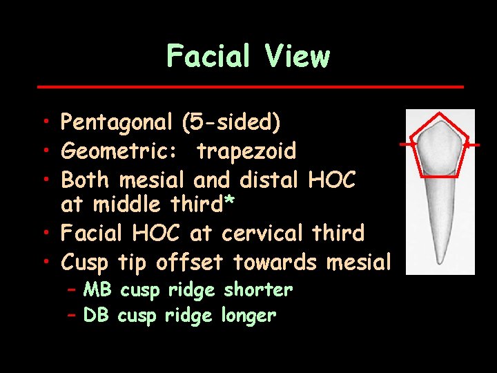 Facial View • Pentagonal (5 -sided) • Geometric: trapezoid • Both mesial and distal
