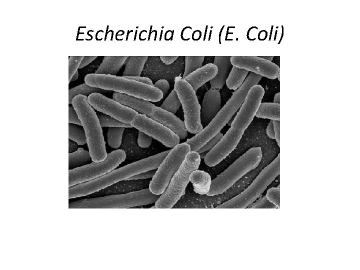 Escherichia Coli (E. Coli) 