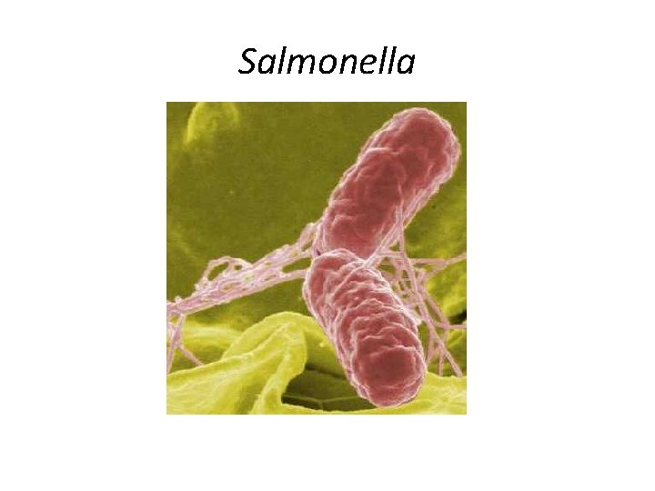 Salmonella 