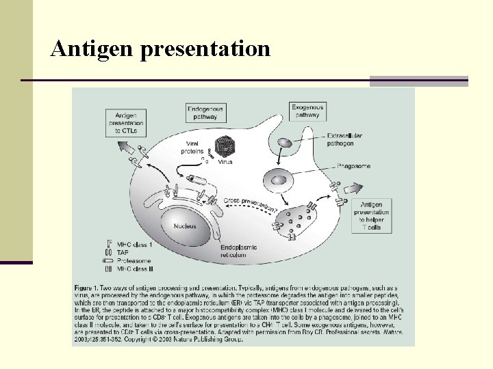 Antigen presentation 