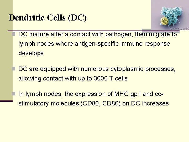 Dendritic Cells (DC) n DC mature after a contact with pathogen, then migrate to