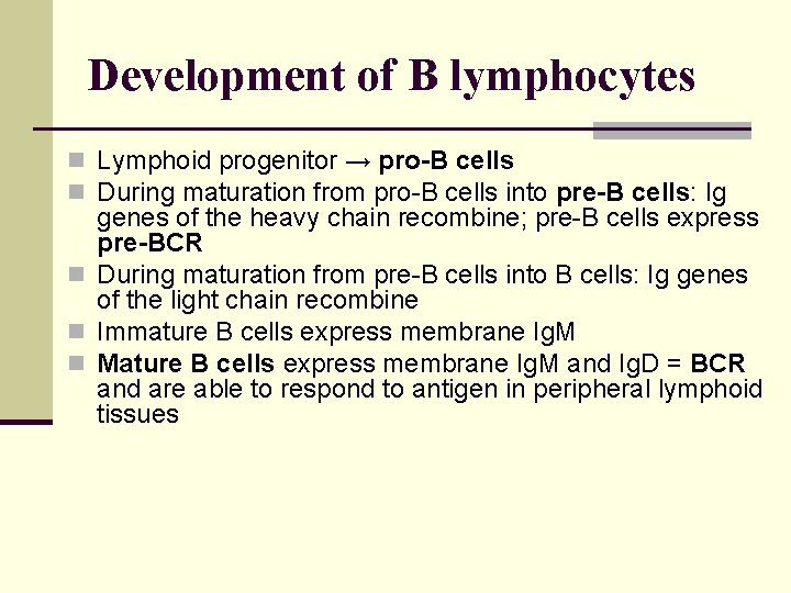 Development of B lymphocytes n Lymphoid progenitor → pro-B cells n During maturation from