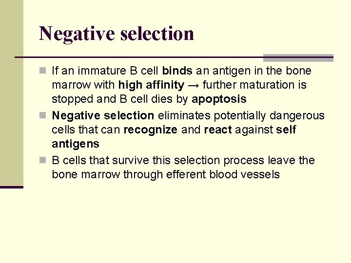 Negative selection n If an immature B cell binds an antigen in the bone