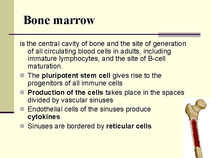 Bone marrow is the central cavity of bone and the site of generation of