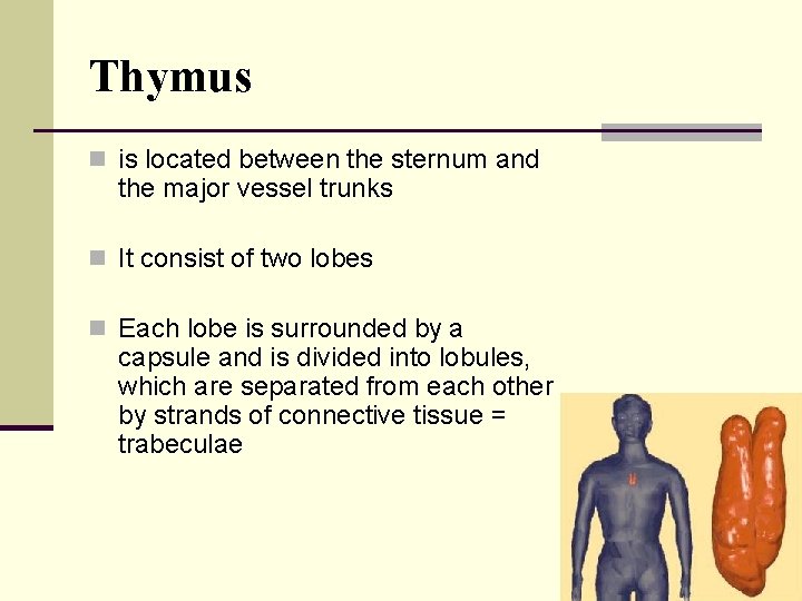 Thymus n is located between the sternum and the major vessel trunks n It
