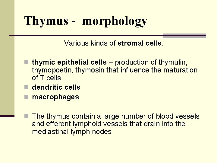 Thymus - morphology Various kinds of stromal cells: n thymic epithelial cells – production