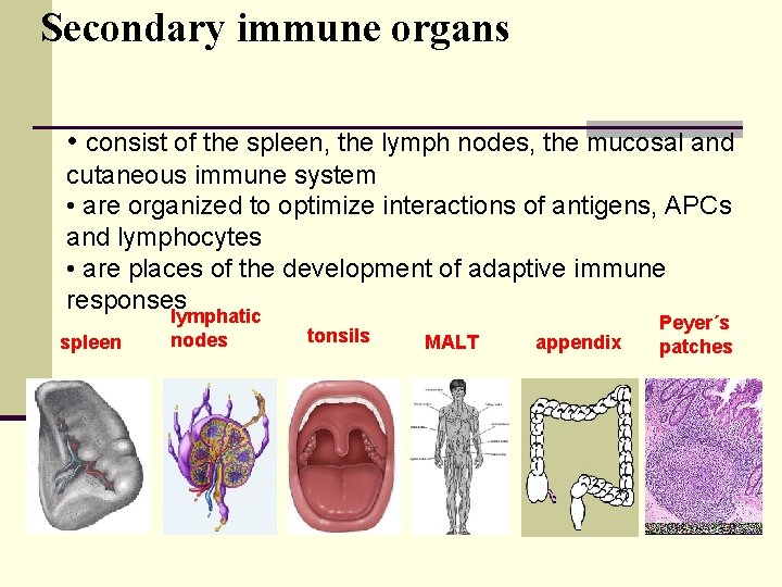 Secondary immune organs • consist of the spleen, the lymph nodes, the mucosal and