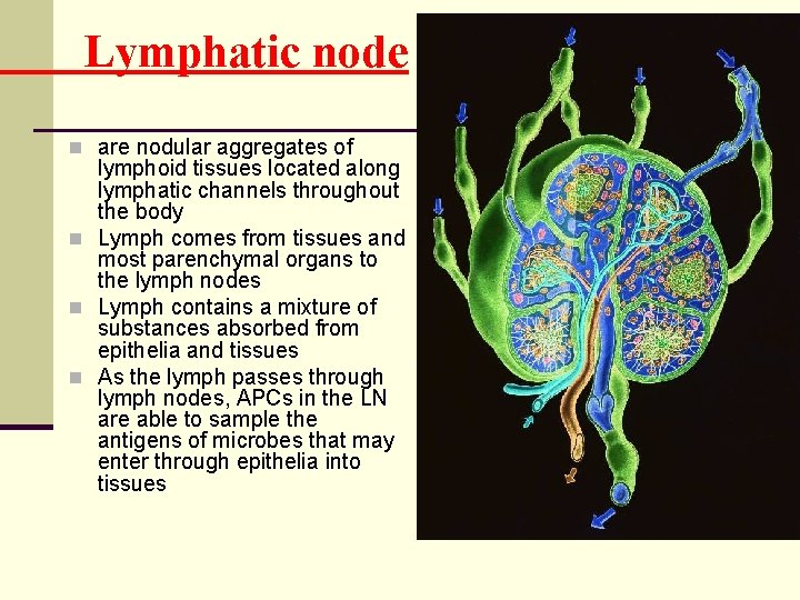 Lymphatic node n are nodular aggregates of lymphoid tissues located along lymphatic channels throughout
