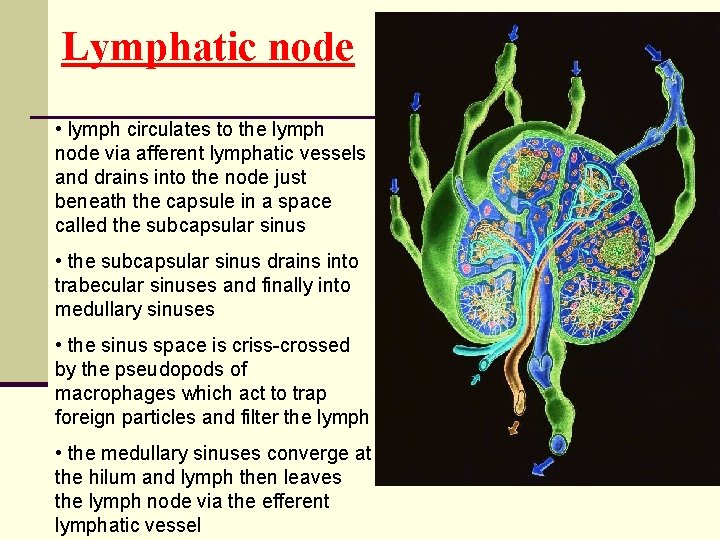 Lymphatic node • lymph circulates to the lymph node via afferent lymphatic vessels and