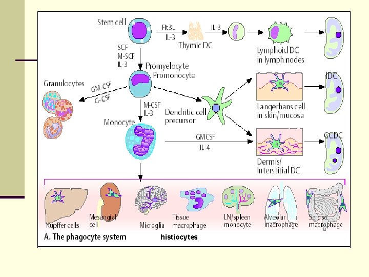 histiocytes 