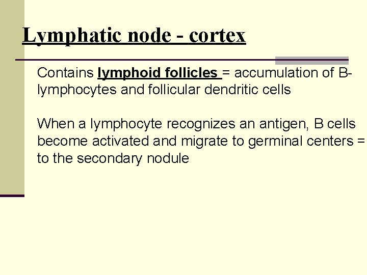 Lymphatic node - cortex Contains lymphoid follicles = accumulation of Blymphocytes and follicular dendritic