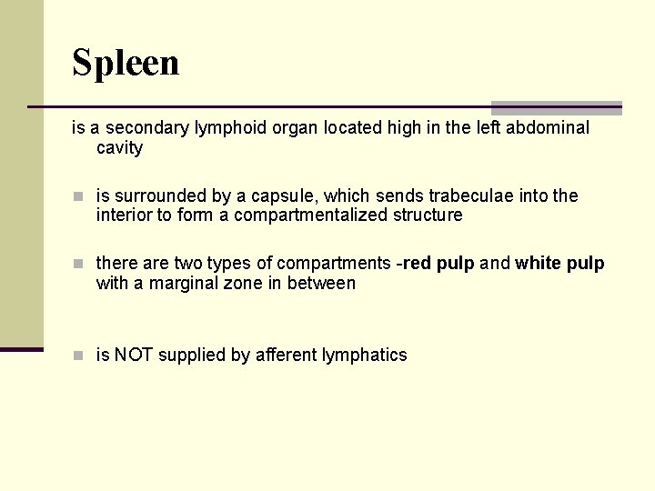Spleen is a secondary lymphoid organ located high in the left abdominal cavity n