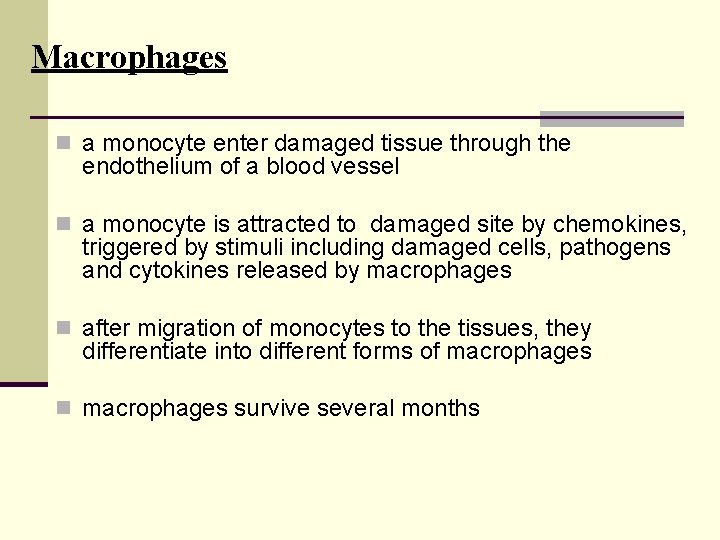 Macrophages n a monocyte enter damaged tissue through the endothelium of a blood vessel