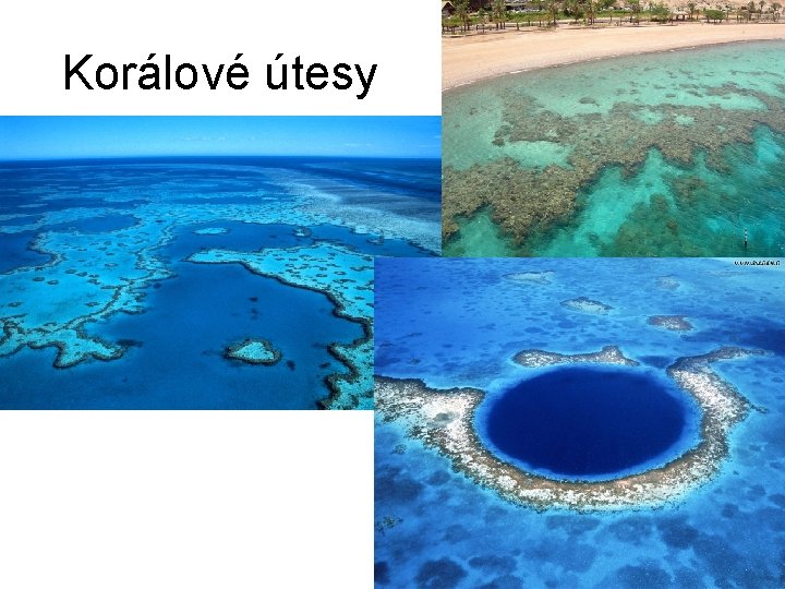 Korálové útesy 