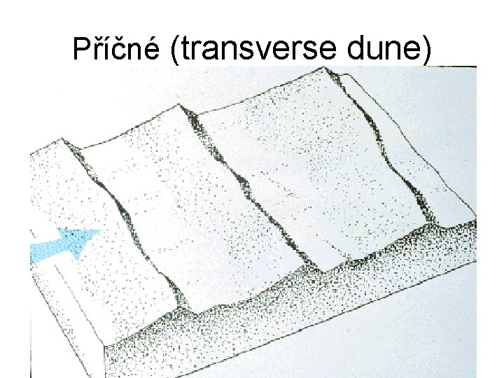 Příčné (transverse dune) 