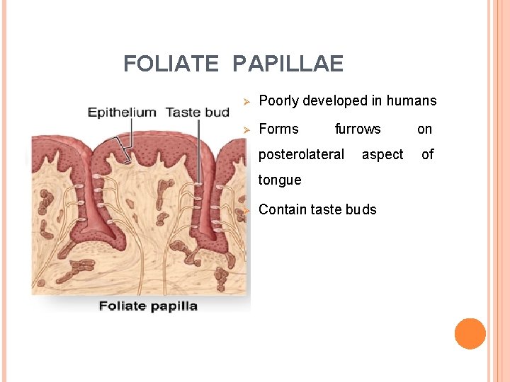 FOLIATE PAPILLAE Ø Poorly developed in humans Ø Forms furrows posterolateral aspect tongue Ø FOLIATE PAPILLAE Ø Poorly developed in humans Ø Forms furrows posterolateral aspect tongue Ø