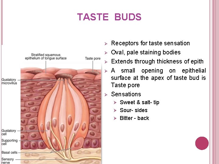 TASTE BUDS Ø Ø Ø Receptors for taste sensation Oval, pale staining bodies Extends TASTE BUDS Ø Ø Ø Receptors for taste sensation Oval, pale staining bodies Extends