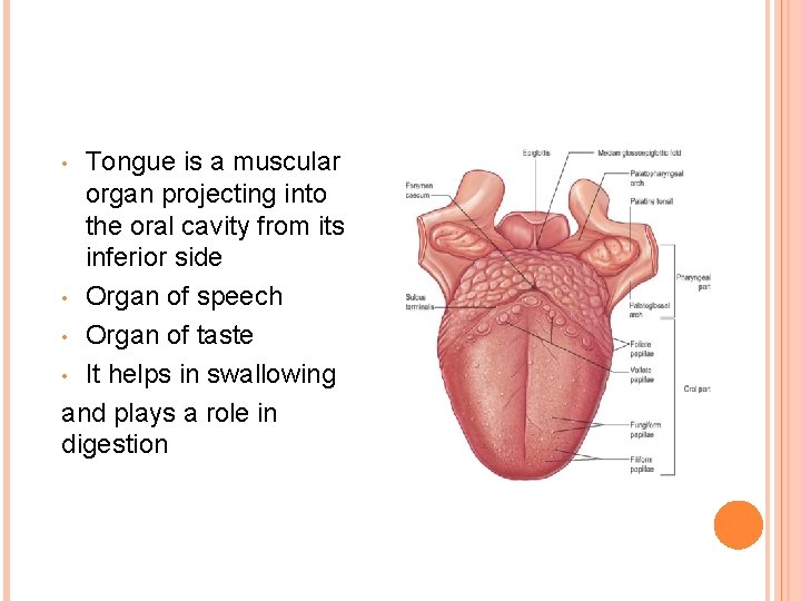 Tongue is a muscular organ projecting into the oral cavity from its inferior side Tongue is a muscular organ projecting into the oral cavity from its inferior side