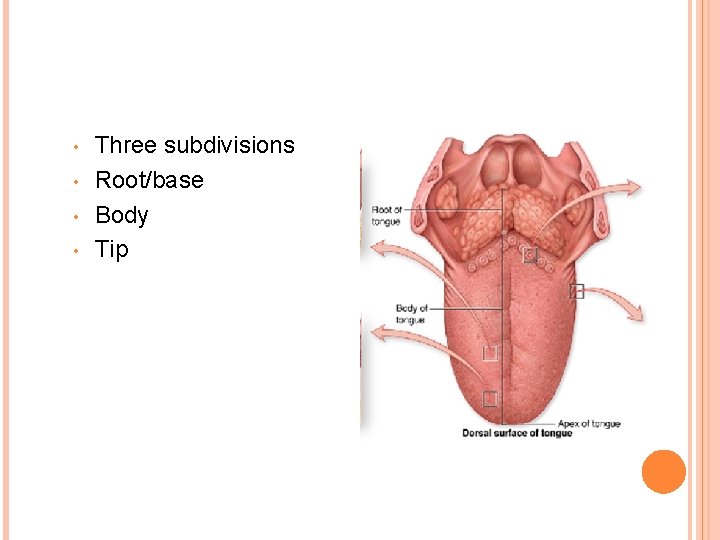 • • Three subdivisions Root/base Body Tip • • Three subdivisions Root/base Body Tip