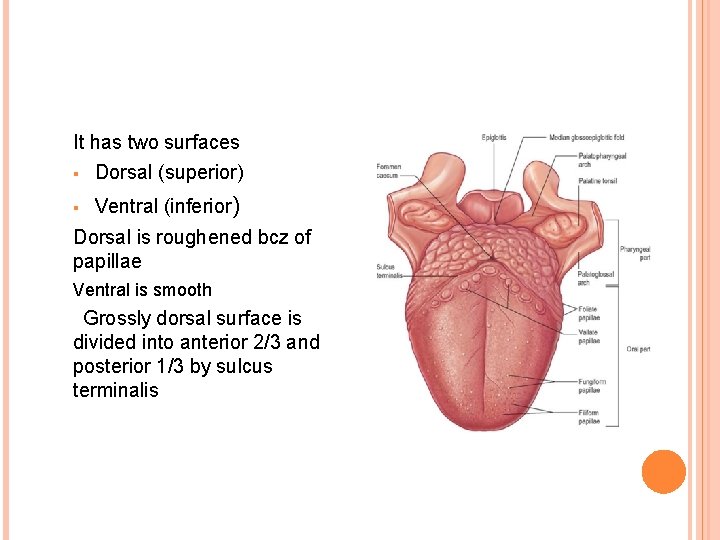 It has two surfaces § Dorsal (superior) § Ventral (inferior) Dorsal is roughened bcz It has two surfaces § Dorsal (superior) § Ventral (inferior) Dorsal is roughened bcz