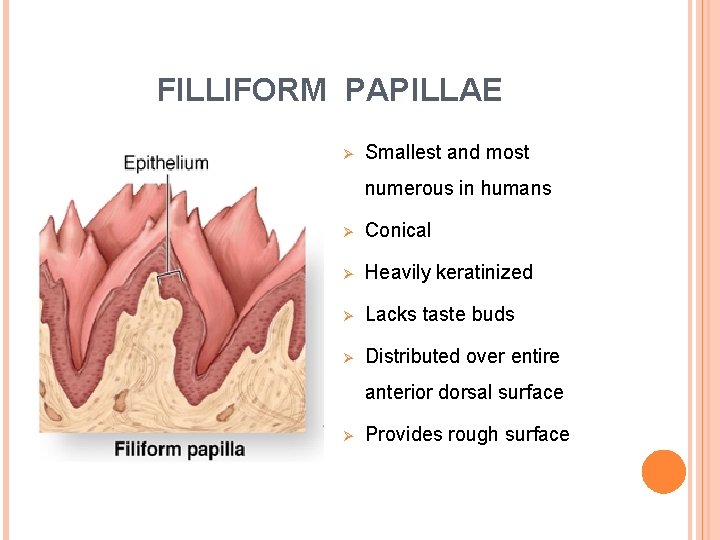 FILLIFORM PAPILLAE Ø Smallest and most numerous in humans Ø Conical Ø Heavily keratinized FILLIFORM PAPILLAE Ø Smallest and most numerous in humans Ø Conical Ø Heavily keratinized