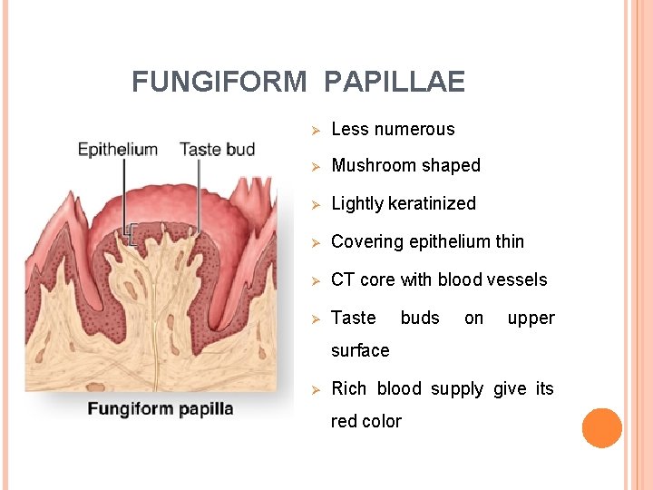 FUNGIFORM PAPILLAE Ø Less numerous Ø Mushroom shaped Ø Lightly keratinized Ø Covering epithelium FUNGIFORM PAPILLAE Ø Less numerous Ø Mushroom shaped Ø Lightly keratinized Ø Covering epithelium