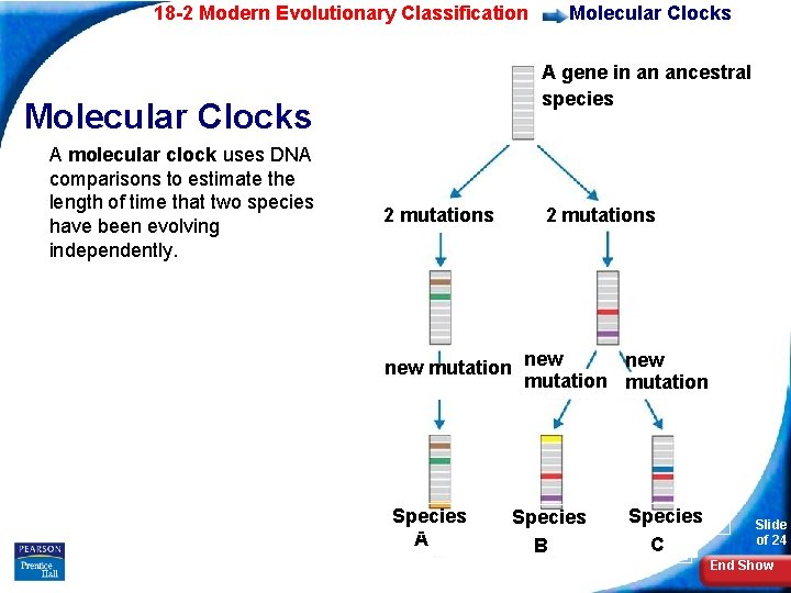 18 -2 Modern Evolutionary Classification A gene in an ancestral species Molecular Clocks A
